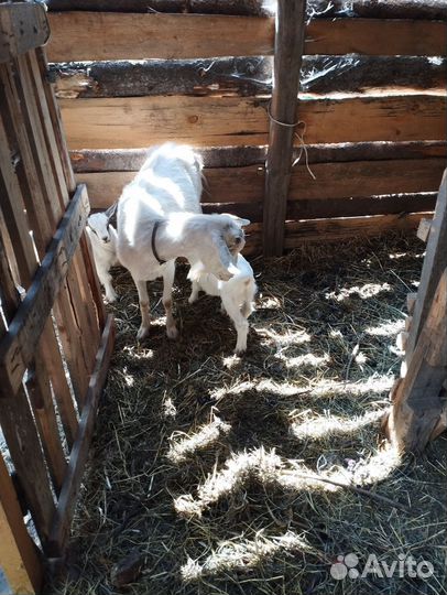 Козочка и два козлика, зааненские, безрогие