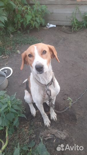 Отдам в добрые руки