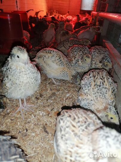 Перепёлки несушки