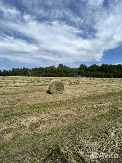 Сено в тюках