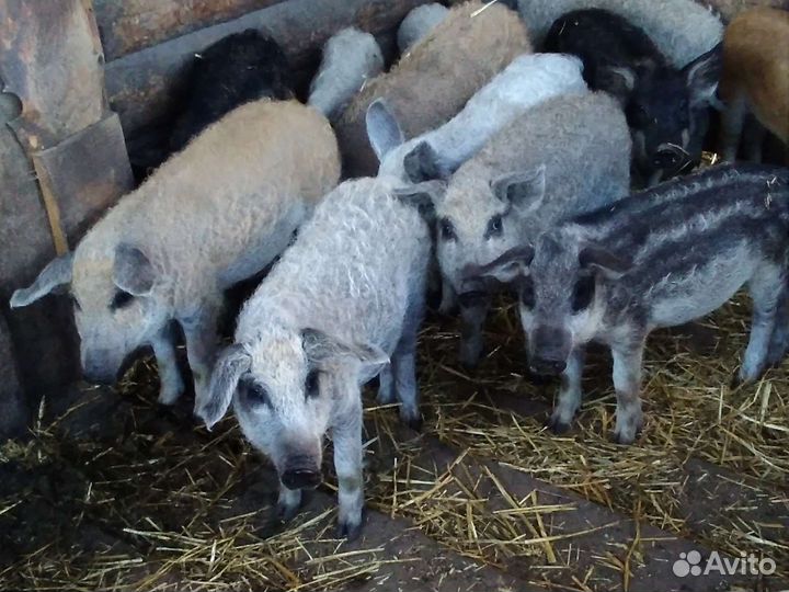 Чистопородные поросята Венгерской Мангалицы