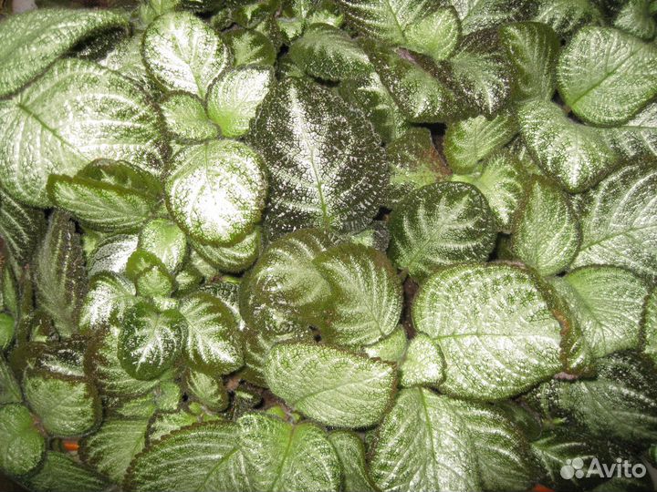 Эписции в Нижнем Новгороде