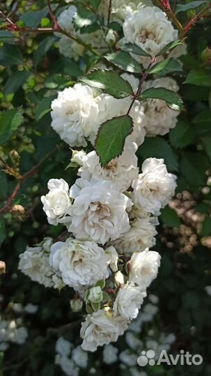 Роза плетистая