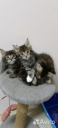 Кошки мейн-кун