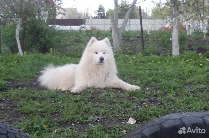 Самоед кобель вязка