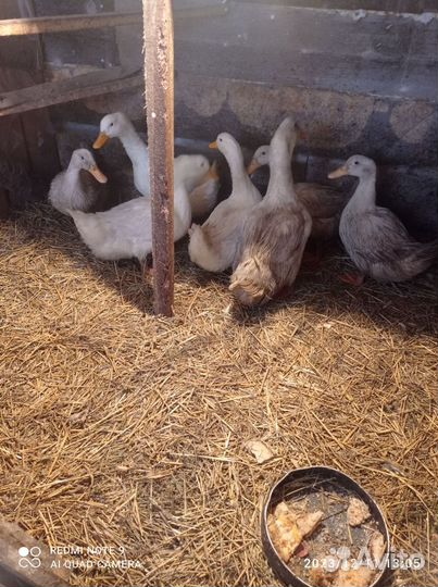 Яйца утиные для инкубации