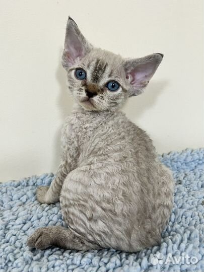 Девон-рекс голубоглазые котята