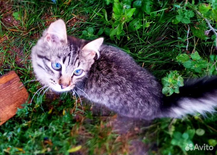 Очень добрый мальчик-котик хорошему человеку)