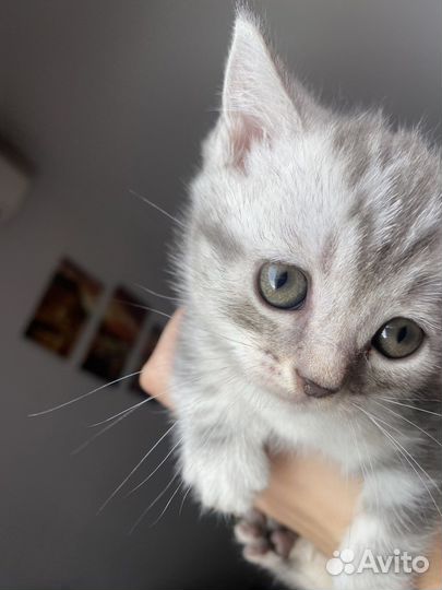 Британский вислоухий кот