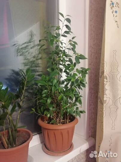Фикус бенджамина