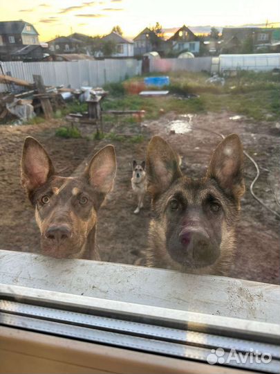 Ищем работника в приют для животных