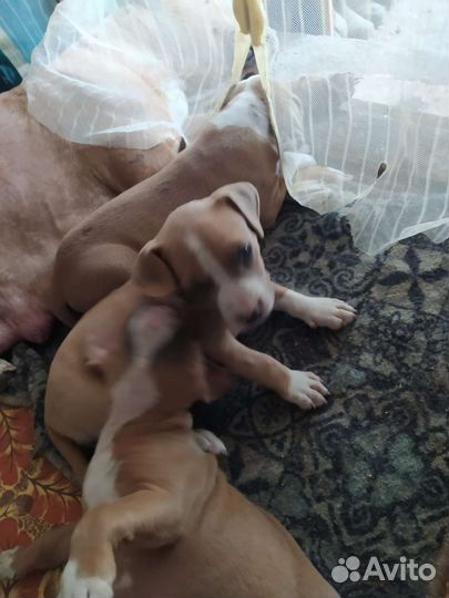 Шикарные щенки ам. стаф. терьера