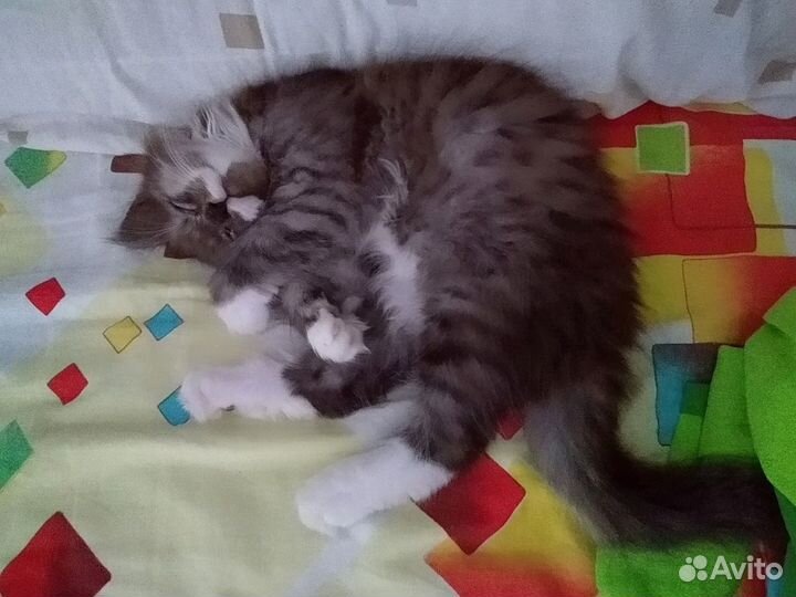 Харизматичный котенок