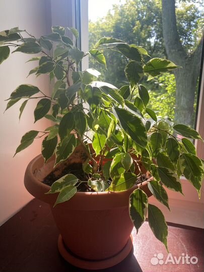 Фикус бенджамина