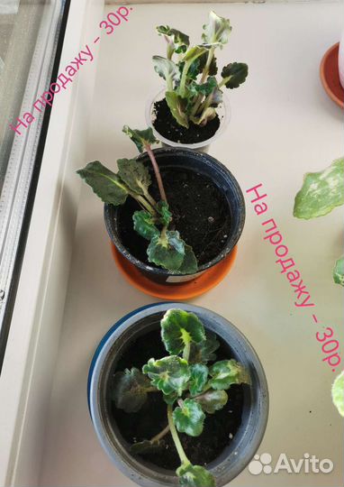 Фиалка светло фиолетовая