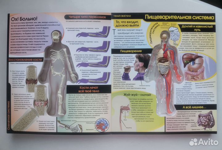 Энциклопедия Узнай свое тело, модель