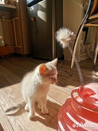 Найдена кошка