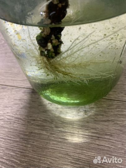 Фикус лировидный