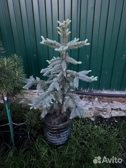Ель колючая голубая