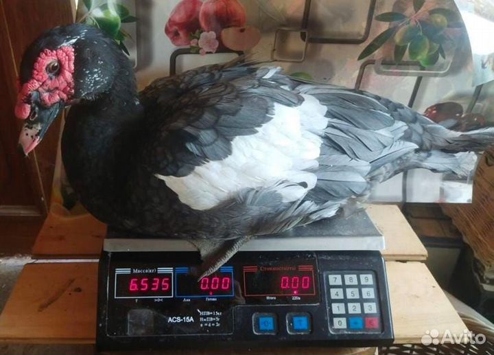 Инкубационные яйца, молодняк птицы