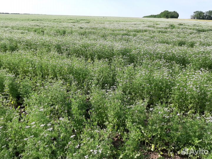 Мед кориандровый