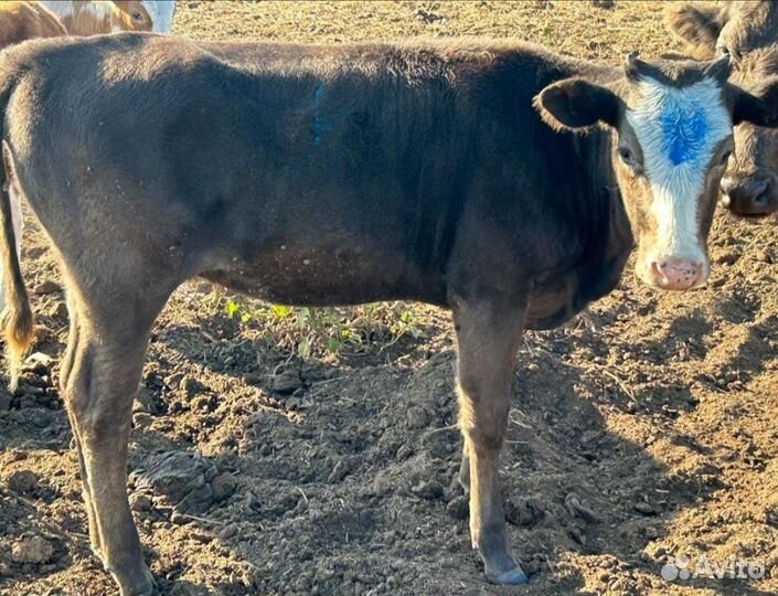 Телята телочки
