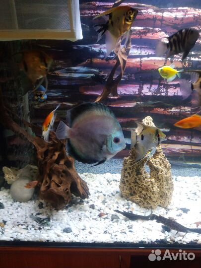 Аквариумные рыбки