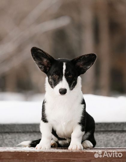 Щенки корги, питомник