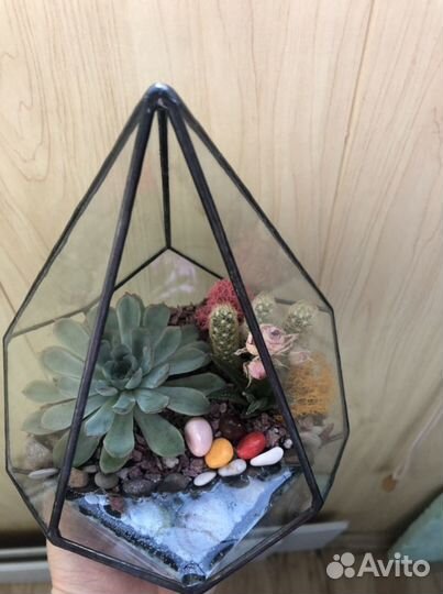 Флорариум с суккулентами в форме -маленькая капля