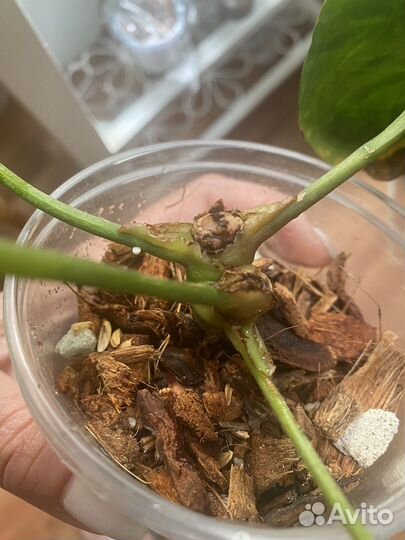 Антуриум кристаллинум (Америка)