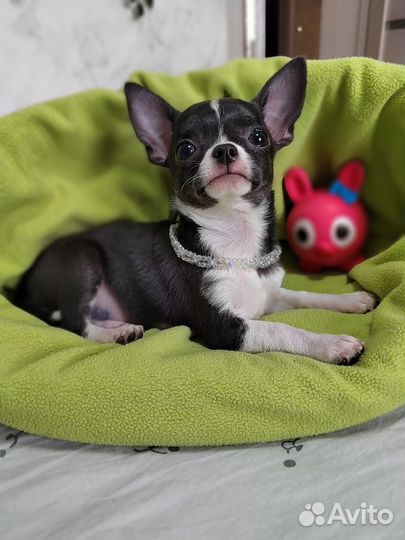 Дара мини девочка чихуахуа