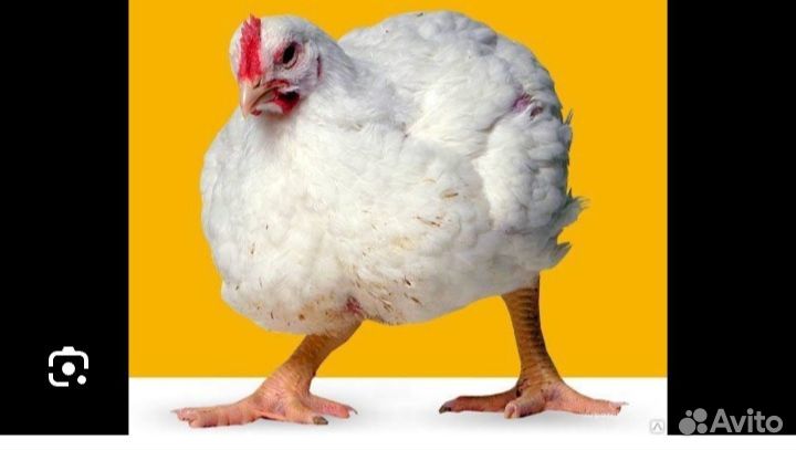 Куры бройлеры