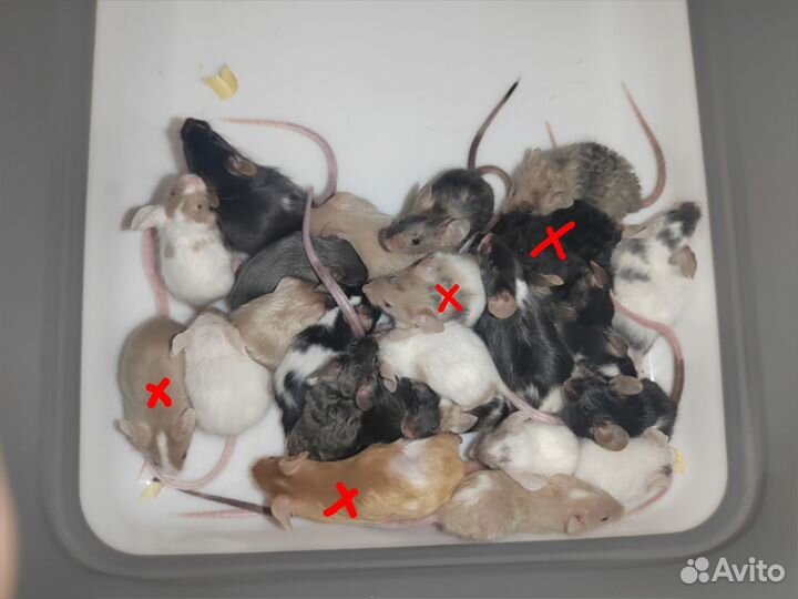 Малыши мышки