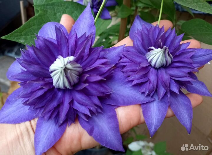 Клематис м. Франциска