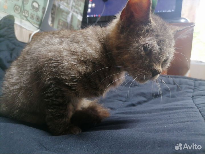 Котенок в добрые руки