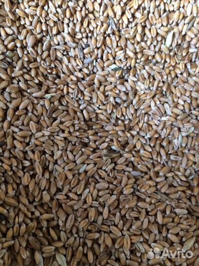 Овес ячмень пшеница