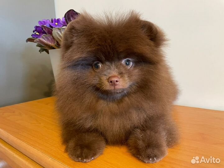 Померанский шпиц шоу класс