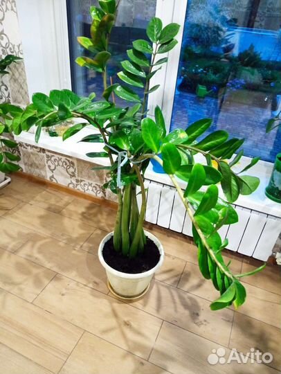 Замиокулькас