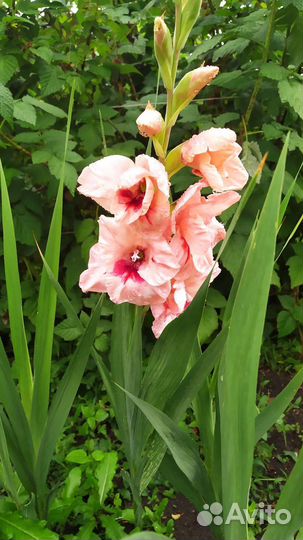 Цветы на срезку