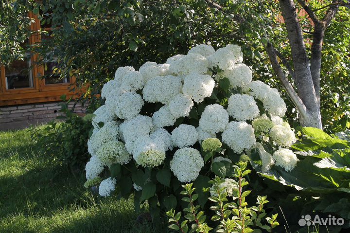Гортензия Анабель зимостойкая