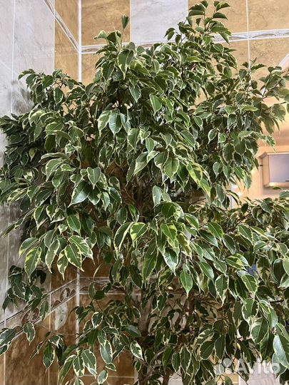 Фикус бенджамина большой