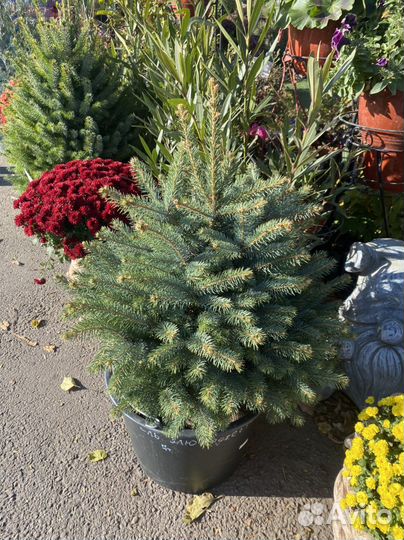 Ель Majestic Blue