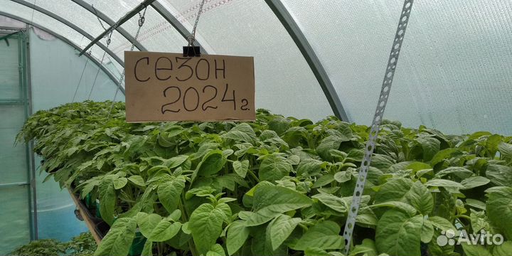 Томаты.Рассада (помидоры, перец, баклажаны)