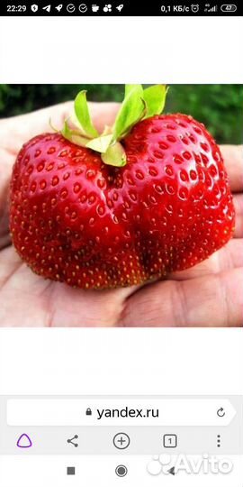 Рассада клубники Гигантелла,кусты можжевельника