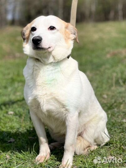 Маленькая собака в дар