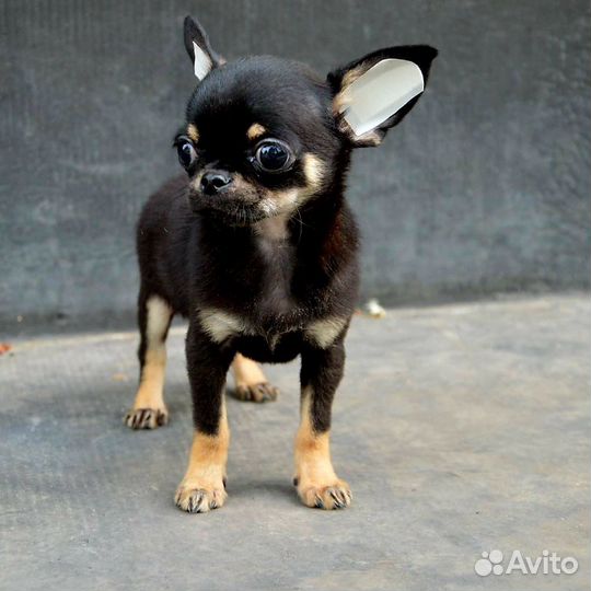 Чихуахуа мальчик