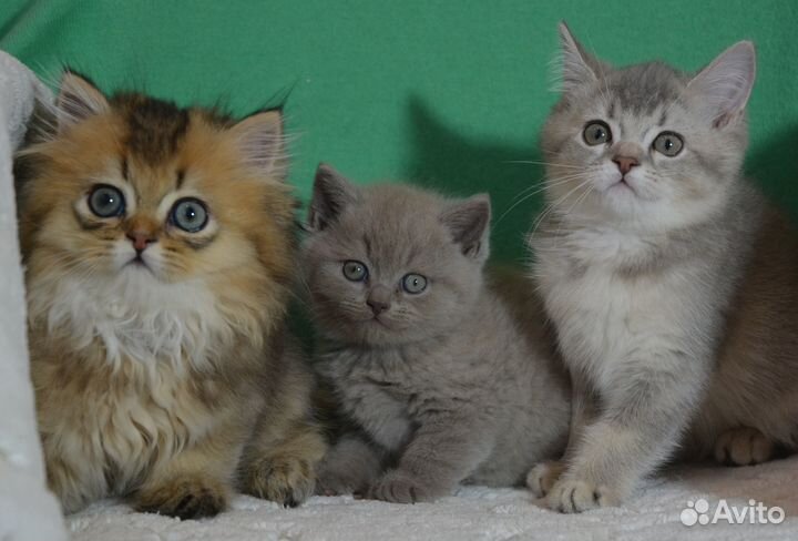 Британцы. Золотой, лиловый