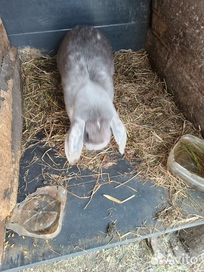 Кролики породы французский баран