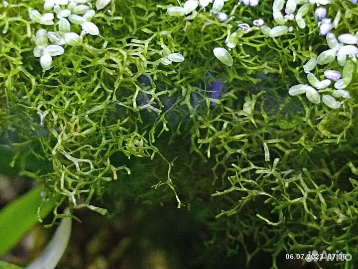 Аквариумные растения