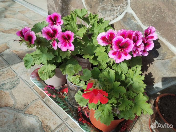Пеларгония герань